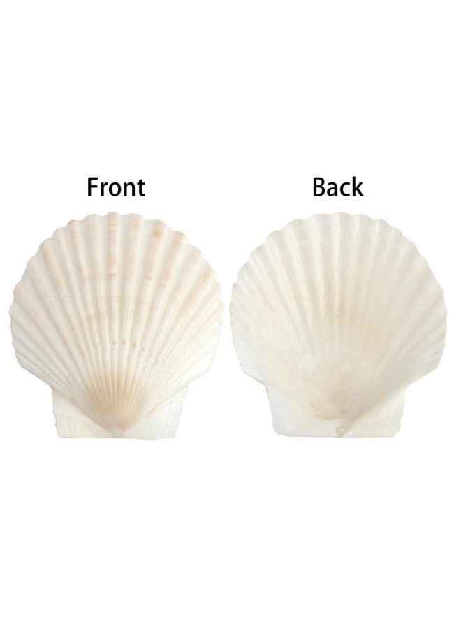OSHIMA 20 Pcs White Seashells Bulk, Natural Scallop Shells, Crafting Scallop Shell for Crafts, 7-8cm White Sea Shells for Decorating, DIY Painting, Baking, Beach Wedding Decoration - Image 3