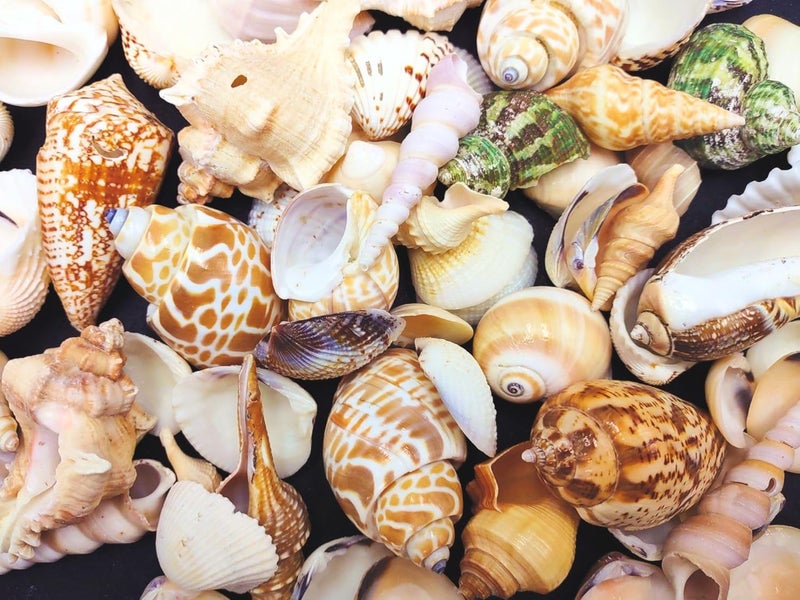 JUNERUSH Decorative mix artificial Sea shell for craft, jewellary making, Aquarium, Resin Art, Mix Assorted seashell collection (All sizes) (600, Grams) - Image 2