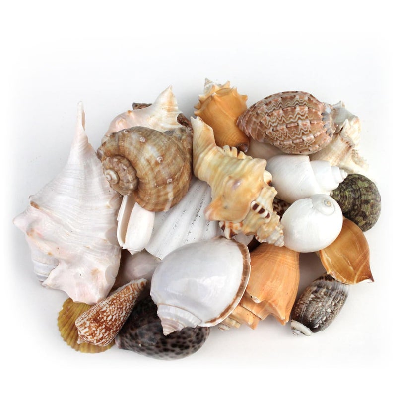 JUNERUSH Decorative mix artificial Sea shell for craft, jewellary making, Aquarium, Resin Art, Mix Assorted seashell collection (All sizes) (600, Grams) - Image 1