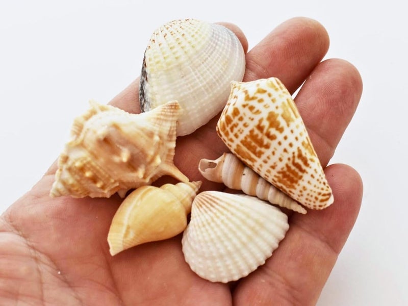JUNERUSH Decorative mix artificial Sea shell for craft, jewellary making, Aquarium, Resin Art, Mix Assorted seashell collection (All sizes) (600, Grams) - Image 3