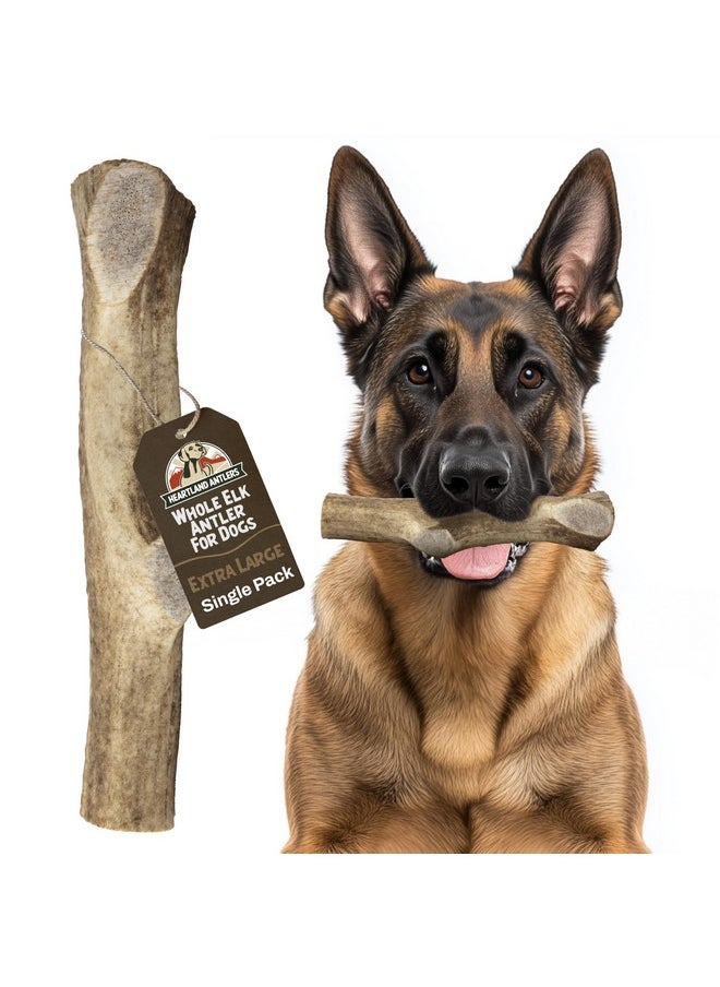 Heartland Antlers Heartland Elk Antlers for Dogs (Whole Elk, 8+", X-Large, 1-Pack) - Grade A, Naturally Shed | Safe, Long-Lasting Chew for Aggressive Chewers & Puppies | USA Made | Splinter-Free | Veteran Owned  - Image 1