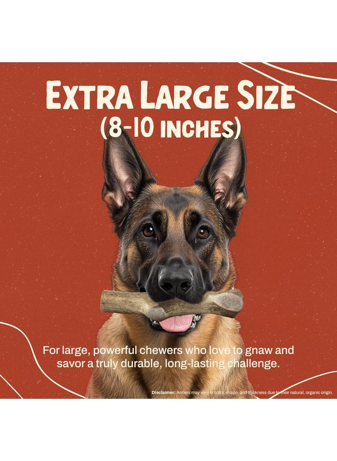 Heartland Antlers Heartland Elk Antlers for Dogs (Whole Elk, 8+", X-Large, 1-Pack) - Grade A, Naturally Shed | Safe, Long-Lasting Chew for Aggressive Chewers & Puppies | USA Made | Splinter-Free | Veteran Owned  - Image 3