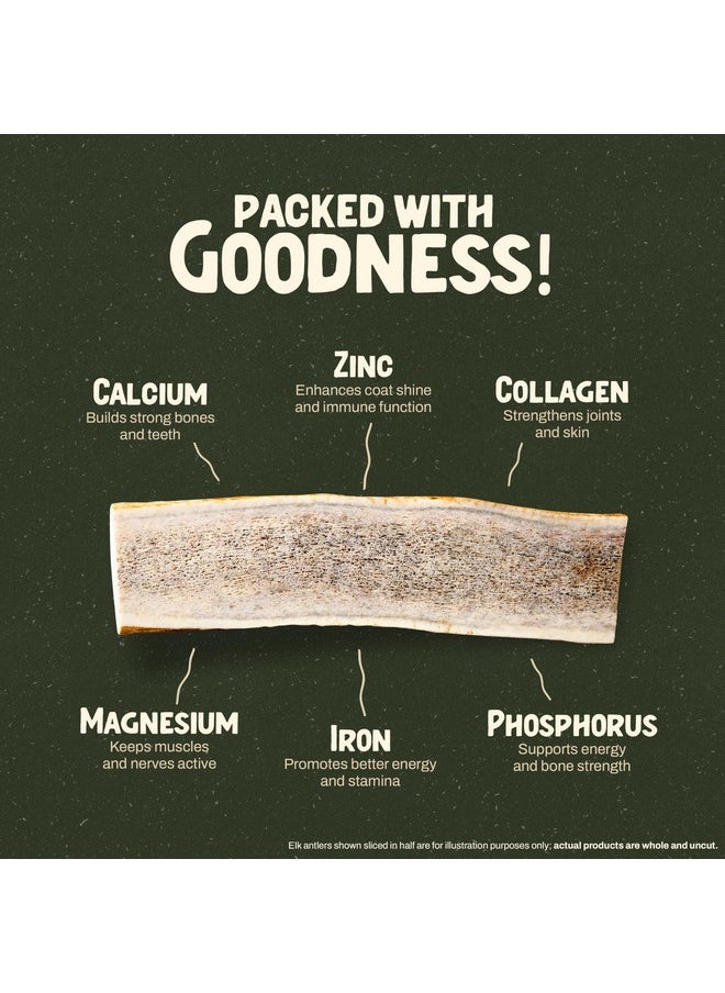 Heartland Antlers Heartland Elk Antlers for Dogs (Whole Elk, 8+", X-Large, 1-Pack) - Grade A, Naturally Shed | Safe, Long-Lasting Chew for Aggressive Chewers & Puppies | USA Made | Splinter-Free | Veteran Owned  - Image 4