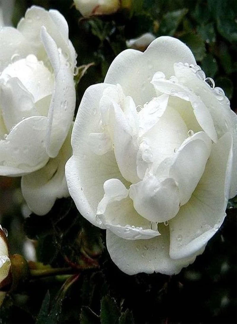 جي جوت 50 قطعة من بذور الياسمين، أزهار متعددة البتلات، رائحة غنية، شجيرات متسلقة معمرة، زراعة في فناء المنزل، حديقة عائلية، سهلة الإنبات، ديكور جذاب - Image 3