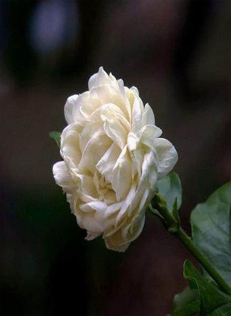 جي جوت 50 قطعة من بذور الياسمين، أزهار متعددة البتلات، رائحة غنية، شجيرات متسلقة معمرة، زراعة في فناء المنزل، حديقة عائلية، سهلة الإنبات، ديكور جذاب - Image 2