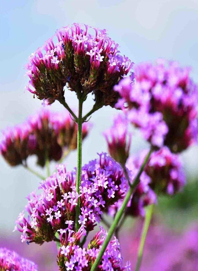 GGOOT 500Pcs Perennial Verbena Seeds Natural Compact Flowers Type Outdoor Upright Growth Suitable for Novice Gardeners Planting Entry Level Varieties - Image 1