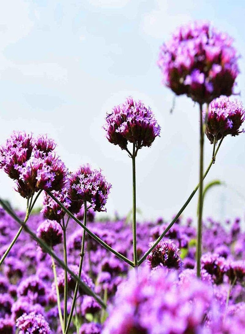 GGOOT 500Pcs Perennial Verbena Seeds Natural Compact Flowers Type Outdoor Upright Growth Suitable for Novice Gardeners Planting Entry Level Varieties - Image 2