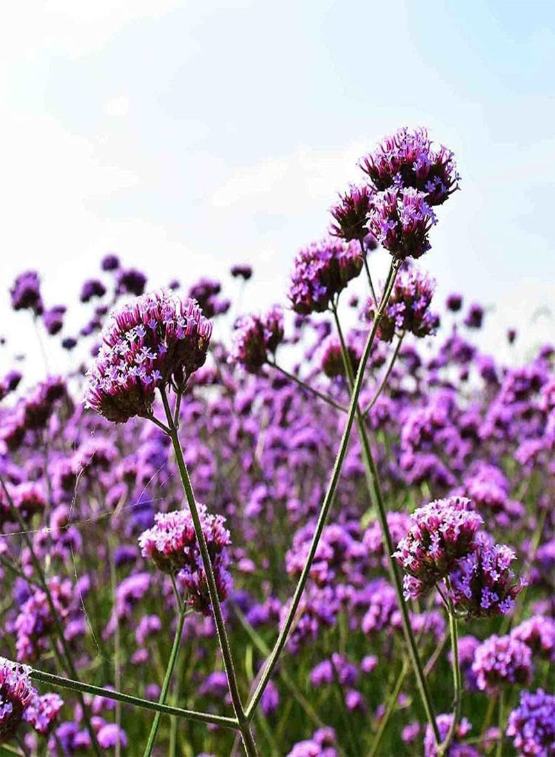 GGOOT 500Pcs Perennial Verbena Seeds Natural Compact Flowers Type Outdoor Upright Growth Suitable for Novice Gardeners Planting Entry Level Varieties - Image 3