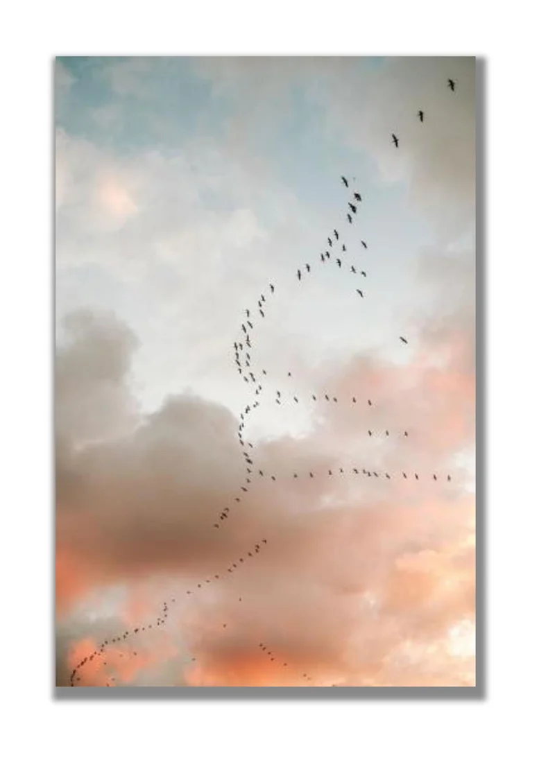 Drawdeck Birds Of Paradise