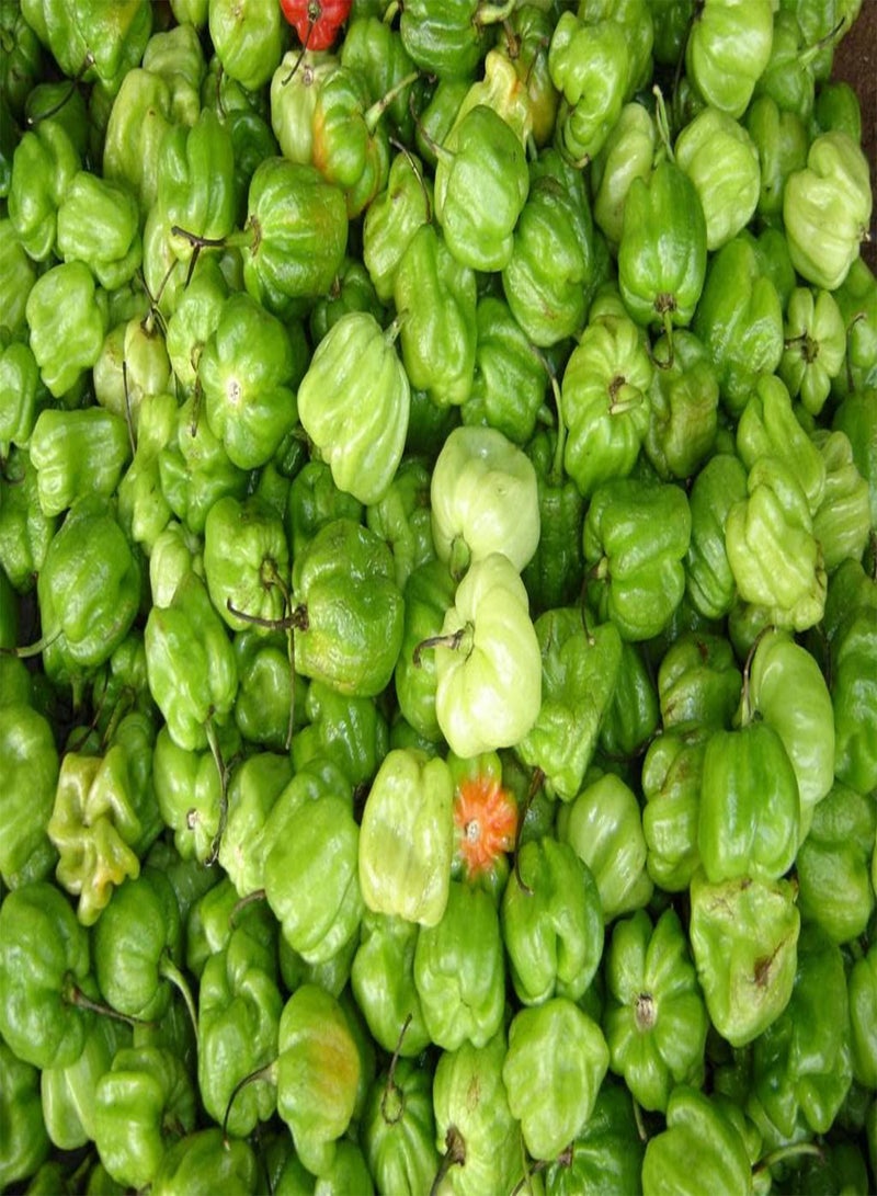 GGOOT 10 Seeds (  Seed ~ Rare Scotch Bonnet Variety From Panama,!