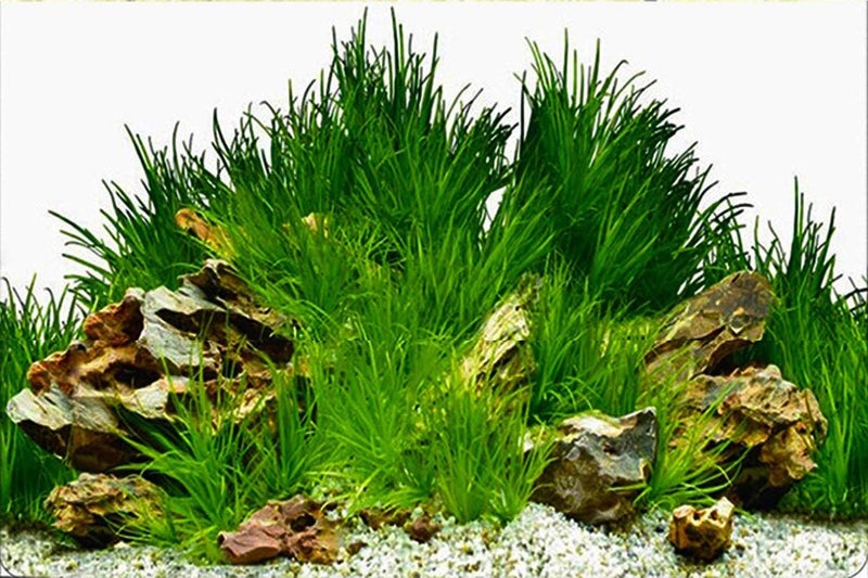 ELEBOX Aquarium Poster, Fish Tank Background Poster Thicken PVC Static Cling Backdrop Decorative Paper 16"x 40" - Image 3