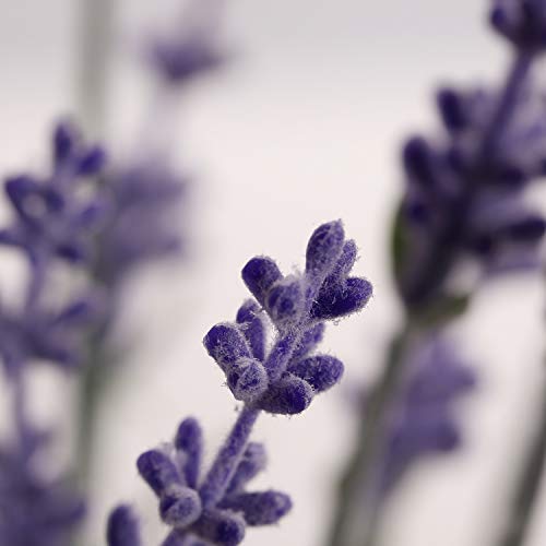 Flojery Artificial Lavender Flowers with Silk Flocked Fake Lavender Plant for Wedding Home Table Centerpiece Decor-Pack of 4 - Image 2