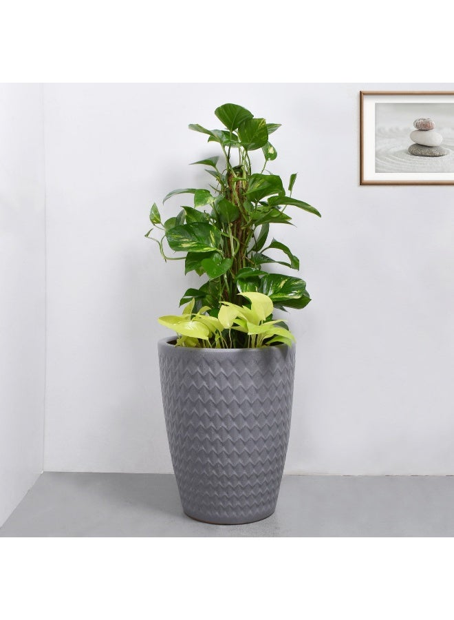 Ferns N Petals Money Plant Duo In Premium Pot 