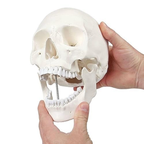 Axis Scientific Human Skull Model for Anatomy Life Size 3Part Anatomy Skull Includes Skull Cap with External and Interior Structures Includes Detailed Product Manual Skull for Anatomy - Image 1