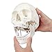 Axis Scientific Human Skull Model for Anatomy Life Size 3Part Anatomy Skull Includes Skull Cap with External and Interior Structures Includes Detailed Product Manual Skull for Anatomy - Image 3