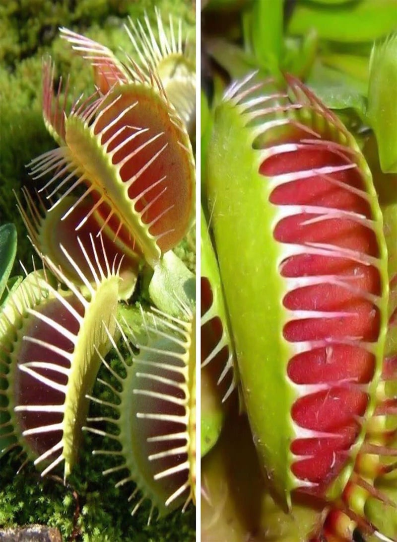 GGOOT Venus Fly Trap Growing Kit - Dionaea Muscipula Carnivorous Flower Seeds, Home Garden Planting by Heavy Torch, 1 Pack of Growing Kit - Image 1