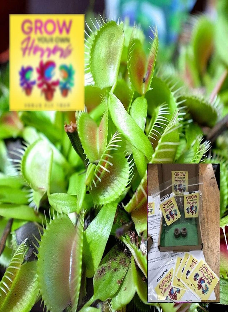 GGOOT Venus Fly Trap Growing Kit - Dionaea Muscipula Carnivorous Flower Seeds, Home Garden Planting by Heavy Torch, 1 Pack of Growing Kit - Image 3