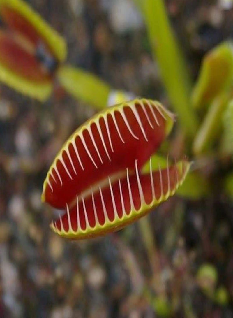 GGOOT Venus Fly Trap Growing Kit - Dionaea Muscipula Carnivorous Flower Seeds, Home Garden Planting by Heavy Torch, 1 Pack of Growing Kit - Image 4