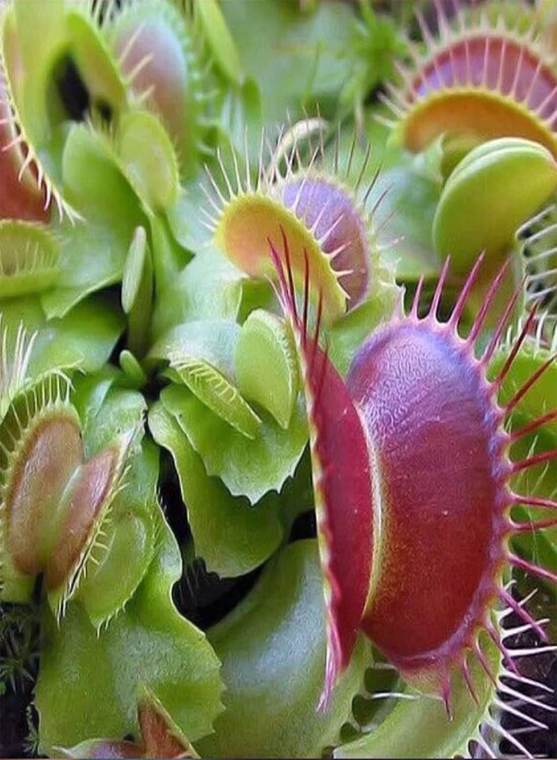 GGOOT Venus Fly Trap Growing Kit - Dionaea Muscipula Carnivorous Flower Seeds, Home Garden Planting by Heavy Torch, 1 Pack of Growing Kit - Image 5
