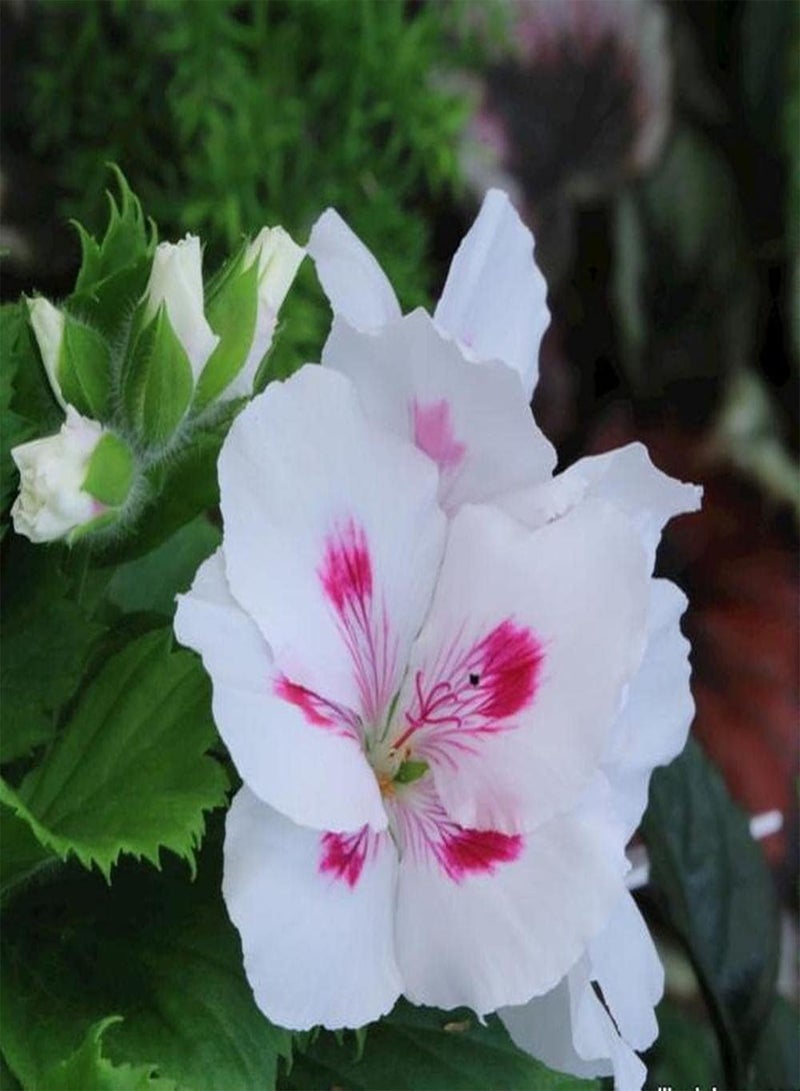 جي جوت 50 قطعة من بذور إبرة الراعي، شجيرة معمرة، زهور للزراعة في الحدائق الخارجية، ديكور بستاني فريد له قيمة زخرفية - Image 3