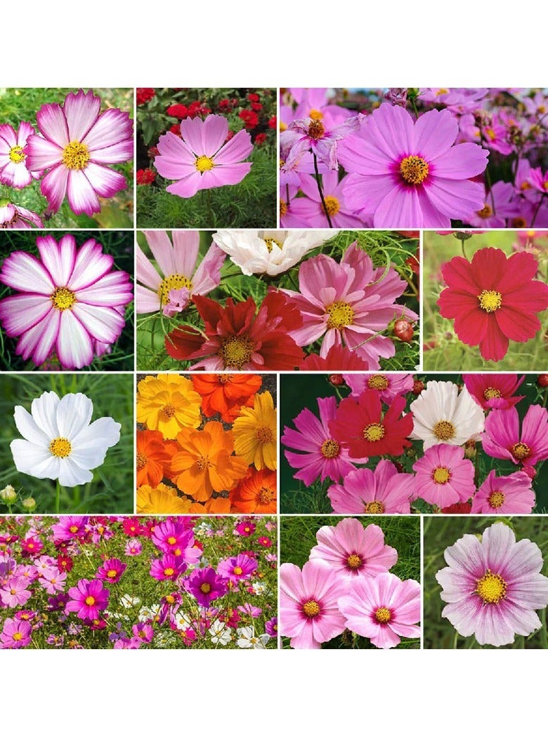 ڤسيل24 إنشاء كوزموس البستنة للمزارعين وبذور زهرة الأقحوان، عبوة من 3 قطع - Image 1