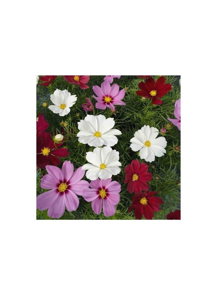 ڤسيل24 إنشاء كوزموس البستنة للمزارعين وبذور زهرة الأقحوان، عبوة من 3 قطع - Image 2