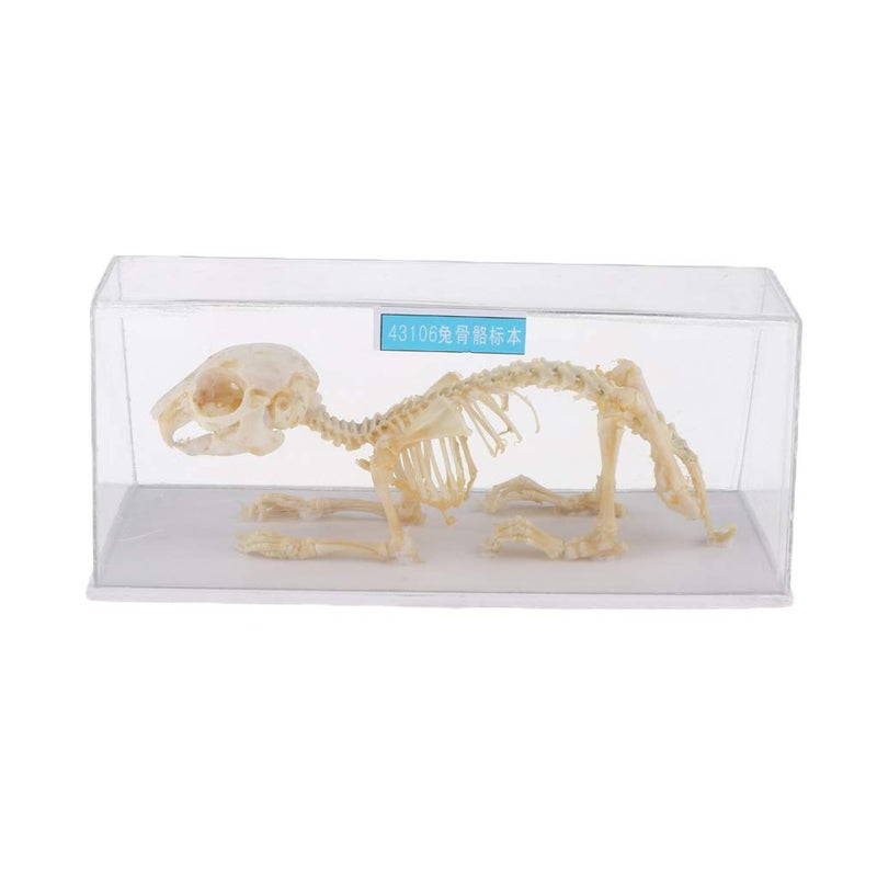 klarako Rabbit Skeleton Specimen Science Biology Nature Educational Tool for Student - Image 4