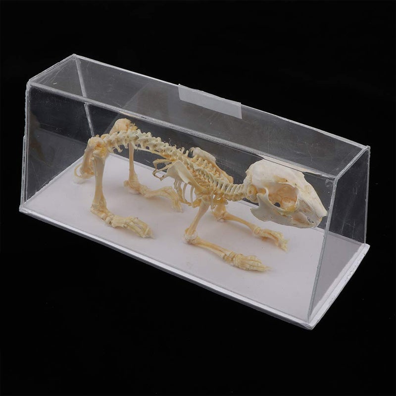 klarako Rabbit Skeleton Specimen Science Biology Nature Educational Tool for Student - Image 3
