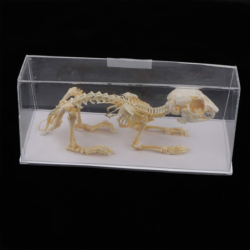 klarako Rabbit Skeleton Specimen Science Biology Nature Educational Tool for Student - Image 2
