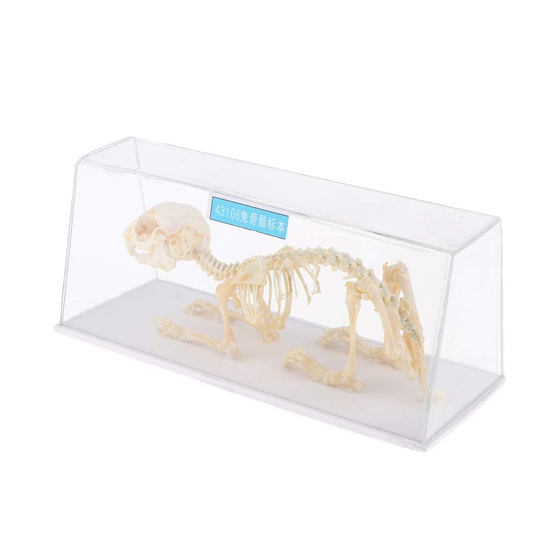 klarako Rabbit Skeleton Specimen Science Biology Nature Educational Tool for Student - Image 1
