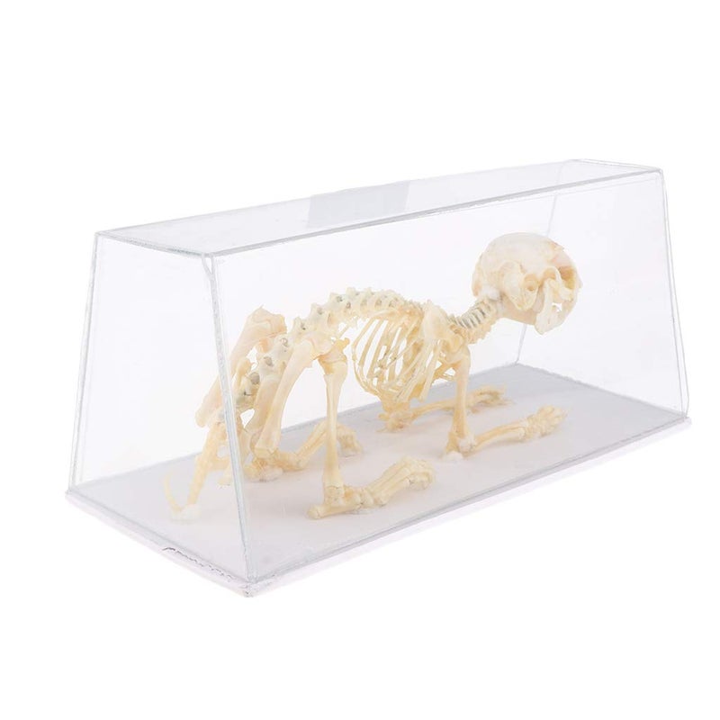 klarako Rabbit Skeleton Specimen Science Biology Nature Educational Tool for Student - Image 5