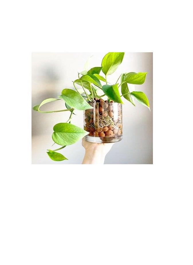 GOLD LABEL - Hydrostone Expanded Clay Pebbles are Premium Grade Grow Media Designed to Enhance Drainage and Aeration for Potted Plants Hydroponic System and Aquaponics. With a Size Range of 8-14mm these Pebbles Provide the Ideal Environment for Root Growth and Nutrient Absorption. - Image 1