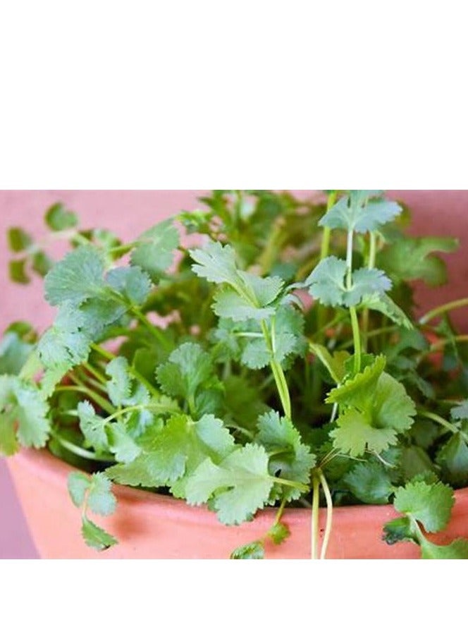 هورتس بذور هورتوس كزبرة عالية الجودة (Coriandolo)"صنع في إيطاليا" بواسطة Hortus - Image 3