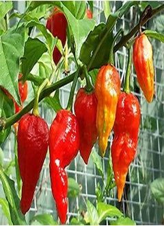 100 Bhoot Jolokia King Chilli Seeds Naga Chilli Ghost Pepper Bhut jolokia.