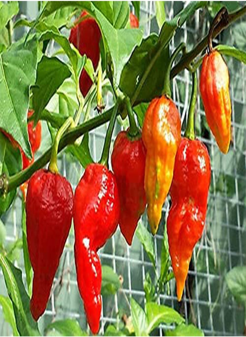 GGOOT - 100 Bhoot Jolokia King Chilli Seeds Naga Chilli Ghost Pepper Bhut jolokia. - Image 1
