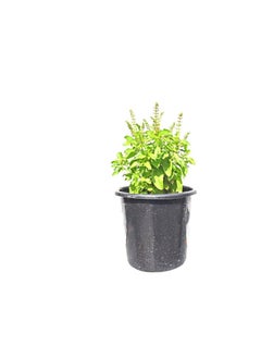 Generic Original Tulsi Basil Herbs Plant Mix  - Image 3