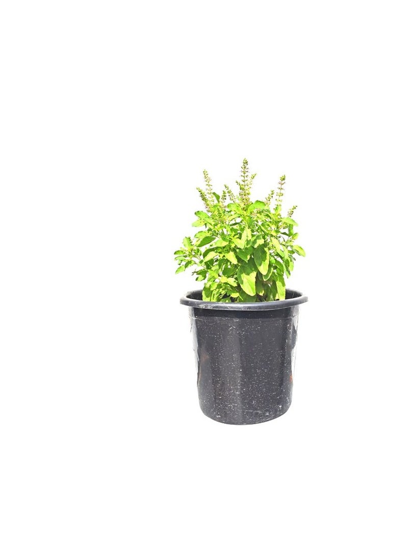 Generic Original Tulsi Basil Herbs Plant Mix  - Image 3