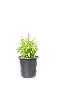 Generic Original Tulsi Basil Herbs Plant Mix  - Image 1
