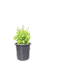 Generic Original Tulsi Basil Herbs Plant Mix  - Image 2