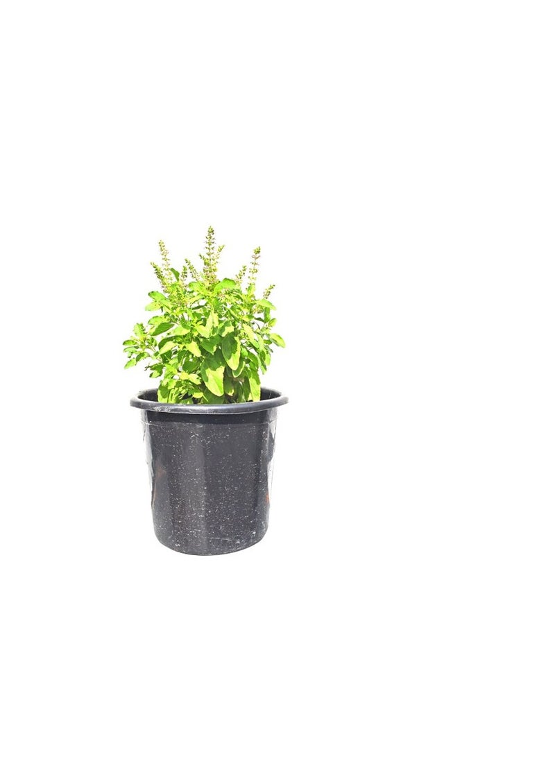 Generic Original Tulsi Basil Herbs Plant Mix  - Image 2