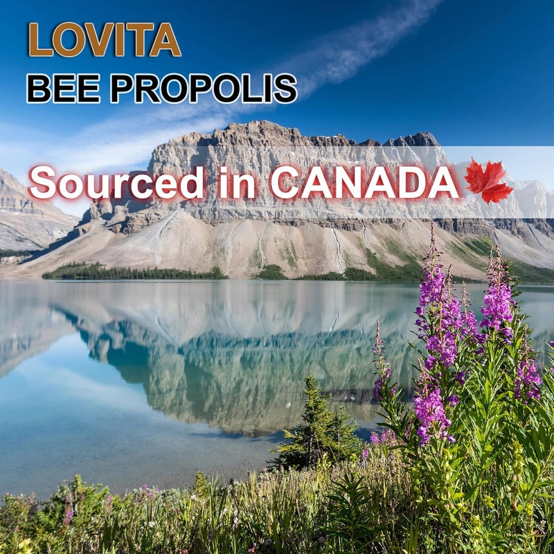 Lovita بخاخ الحلق لوفيتا من بروبوليس النحل 18 بيوفلافونويد خالي من الكحول دعم المناعة تهدئة الحلق طعم لطيف 1 أونصة سائلة عبوة من 3 - Image 4