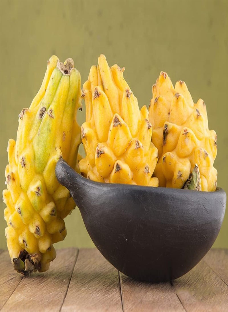 GGOOT 100pcs Rare Variety with Yellow Skin Pitaya Seeds for Planting Represents Auspicious Wealth Dragon Fruit Suitable Give to Family Friends is Best Wishes - Image 1
