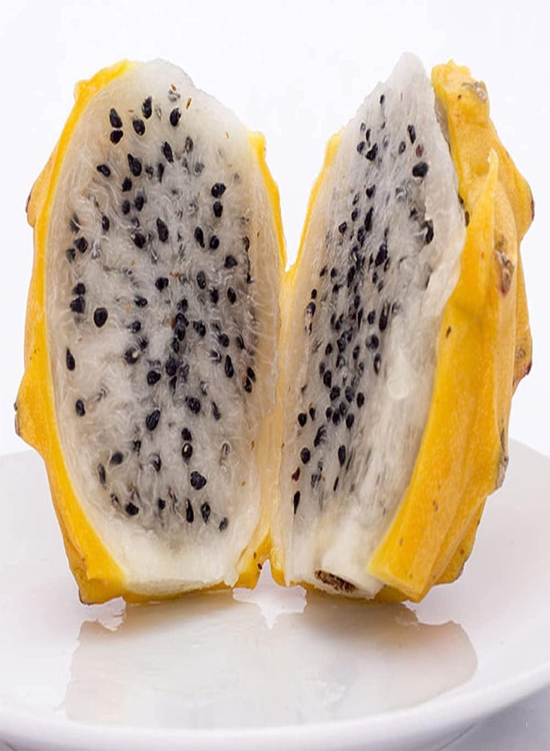 GGOOT 100pcs Rare Variety with Yellow Skin Pitaya Seeds for Planting Represents Auspicious Wealth Dragon Fruit Suitable Give to Family Friends is Best Wishes - Image 3