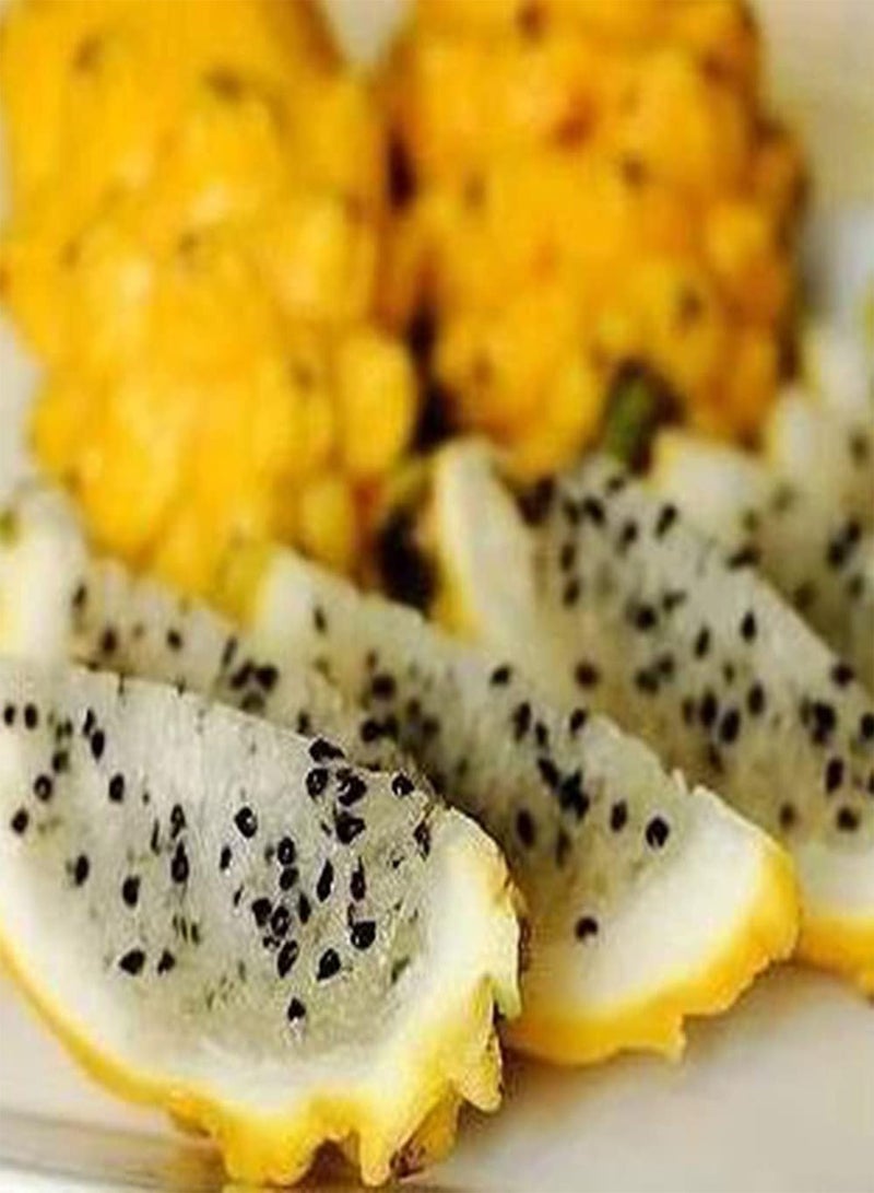 GGOOT 100pcs Rare Variety with Yellow Skin Pitaya Seeds for Planting Represents Auspicious Wealth Dragon Fruit Suitable Give to Family Friends is Best Wishes - Image 2