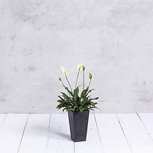 Root & Vessel, Ella Tall Planter, Black, 13.5" - Image 3