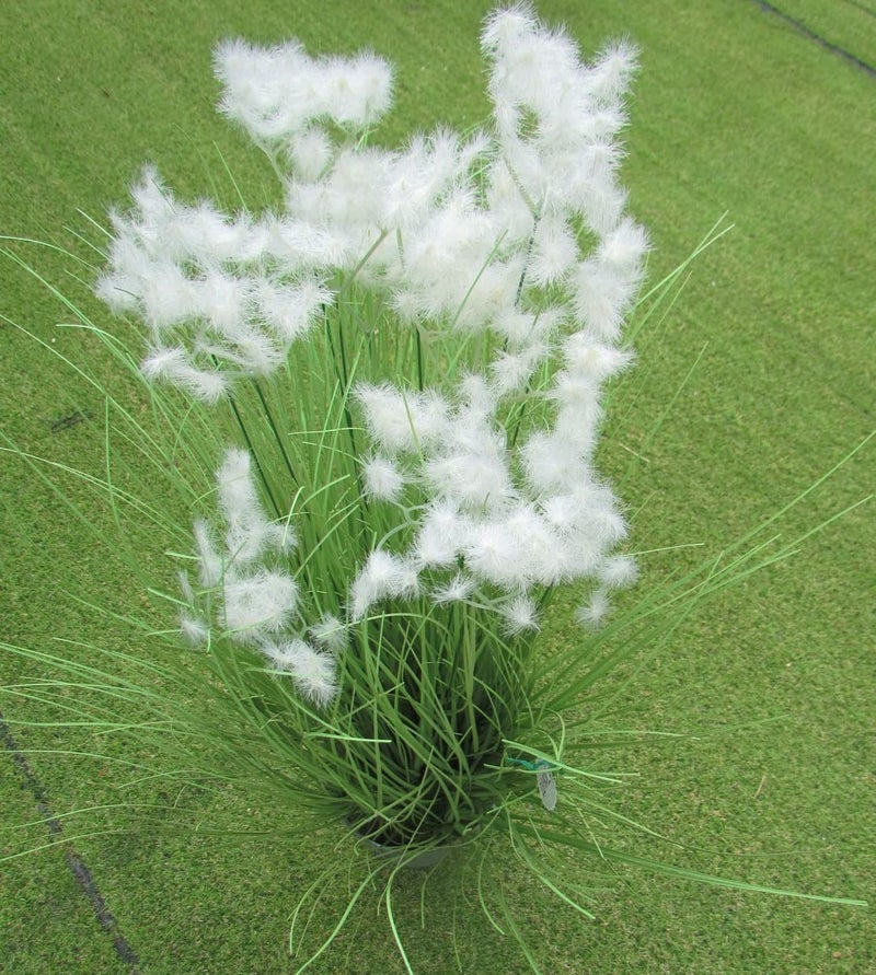FOX & FERN FOX FERN Artificial Grass Plant for HomeOffice Decor Faux Plant to Elevate Any IndoorOutdoor SpaceClouds Grass White30 - Image 3