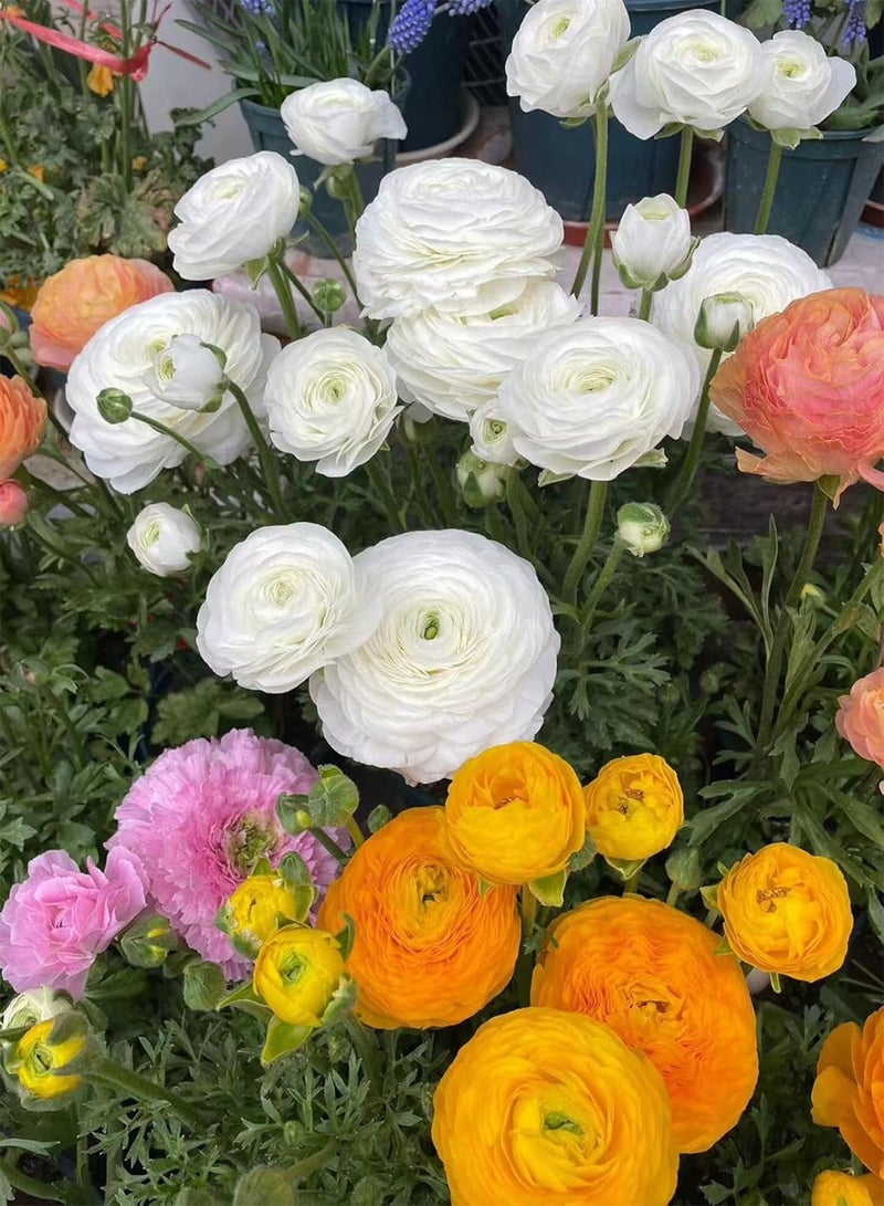 10 Pcs Ranunculus seeds-Plant in Gardens, Indoors & Outdoors-Easy to Planting-Stunning Spring and Fall Planting Flowers (Mix,20)