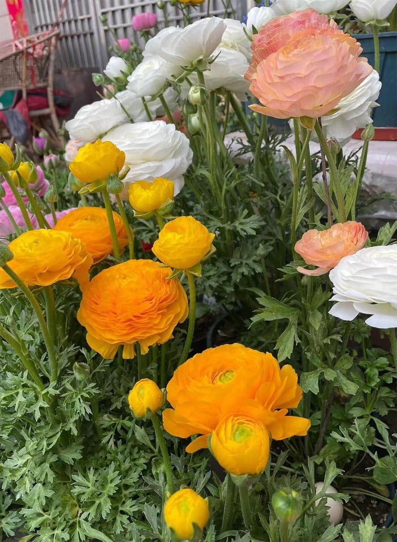 10 Pcs Ranunculus seeds-Plant in Gardens, Indoors & Outdoors-Easy to Planting-Stunning Spring and Fall Planting Flowers (Mix,20)