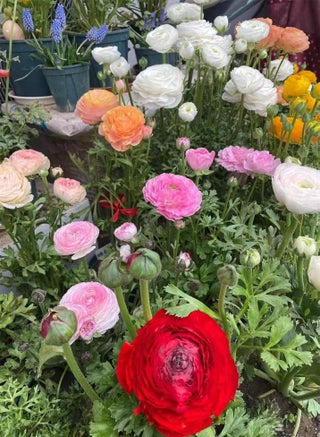 10 Pcs Ranunculus seeds-Plant in Gardens, Indoors & Outdoors-Easy to Planting-Stunning Spring and Fall Planting Flowers (Mix,20) - pzsku/Z8D1359CA948A64167A63Z/45/_/1741599267/6e712d8f-68c8-4144-a350-95db6ede9e21
