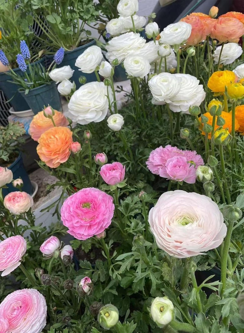 10 Pcs Ranunculus seeds-Plant in Gardens, Indoors & Outdoors-Easy to Planting-Stunning Spring and Fall Planting Flowers (Mix,20)